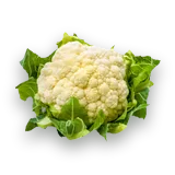 Conopidă